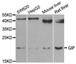 Invitrogen GIP Polyclonal Antibody 100 &mu;L; Unconjugated:Antibodies,