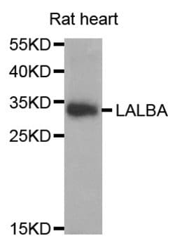 Invitrogen LALBA Polyclonal Antibody 100 &mu;L; Unconjugated:Antibodies,