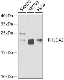 Invitrogen PHLDA2 Polyclonal Antibody 100 &mu;L; Unconjugated:Antibodies,