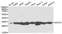 Invitrogen GST Omega 1 Polyclonal Antibody 100 &mu;L; Unconjugated:Antibodies,