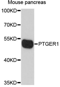 Invitrogen PTGER1 Polyclonal Antibody 100 &mu;L; Unconjugated:Antibodies,