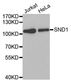 Invitrogen SND1 Polyclonal Antibody 100 &mu;L; Unconjugated:Antibodies,