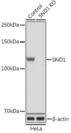 Invitrogen SND1 Polyclonal Antibody 100 &mu;L; Unconjugated:Antibodies,