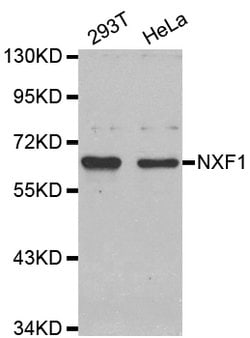 Invitrogen TAP Polyclonal Antibody 100 &mu;L | Buy Online | Invitrogen&trade; | Fisher Scientific