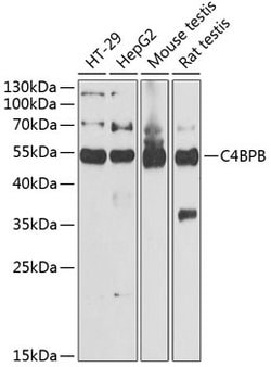 Invitrogen C4BPB Polyclonal Antibody 100 &mu;L; Unconjugated:Antibodies,
