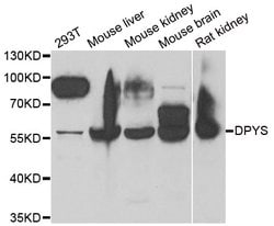 Invitrogen DPYS Polyclonal Antibody 100 &mu;L; Unconjugated:Antibodies,