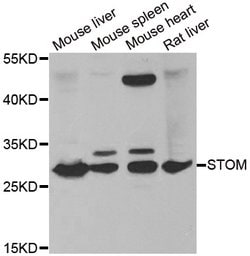Invitrogen Stomatin Polyclonal Antibody 100 &mu;L; Unconjugated:Antibodies,