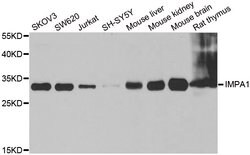 Invitrogen IMPA1 Polyclonal Antibody 100 &mu;L; Unconjugated:Antibodies,