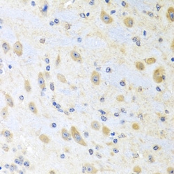 Invitrogen Motilin Polyclonal Antibody 100 &mu;L; Unconjugated:Antibodies,