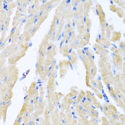 Invitrogen Motilin Polyclonal Antibody 100 &mu;L; Unconjugated:Antibodies,