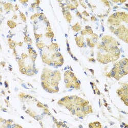 Invitrogen Motilin Polyclonal Antibody 100 &mu;L; Unconjugated:Antibodies,