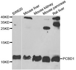 Invitrogen PCBD1 Polyclonal Antibody 100 &mu;L; Unconjugated:Antibodies,