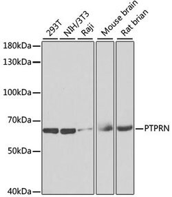Invitrogen PTPRN Polyclonal Antibody 100 &mu;L; Unconjugated:Antibodies,