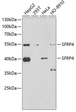 Invitrogen SFRP4 Polyclonal Antibody 100 &mu;L; Unconjugated:Anticuerpos