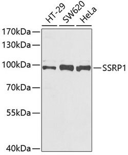 Invitrogen SSRP1 Polyclonal Antibody 100 &mu;L; Unconjugated:Antibodies,