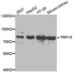 Invitrogen TRPV5 Polyclonal Antibody 100 &mu;L; Unconjugated:Antibodies,