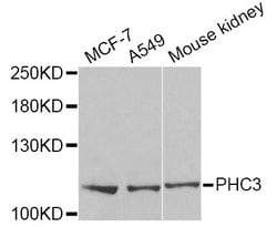 Invitrogen PHC3 Polyclonal Antibody 100 &mu;L; Unconjugated:Antibodies,