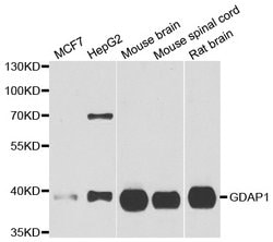 Invitrogen GDAP1 Polyclonal Antibody 100 &mu;L; Unconjugated:Antibodies,