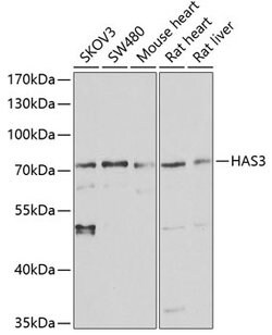 Invitrogen HAS3 Polyclonal Antibody 100 &mu;L; Unconjugated:Antibodies,