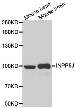 Invitrogen INPP5J Polyclonal Antibody 100 &mu;L; Unconjugated:Antibodies,