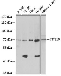 Invitrogen INTS10 Polyclonal Antibody 100 &mu;L; Unconjugated:Antibodies,