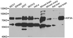 Invitrogen KIF3A Polyclonal Antibody 100 &mu;L; Unconjugated:Antibodies,