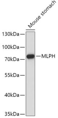 Invitrogen Melanophilin Polyclonal Antibody 100 &mu;L; Unconjugated:Antibodies,