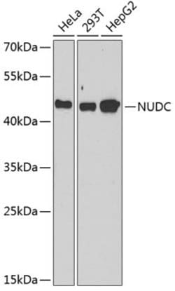 Invitrogen NUDC Polyclonal Antibody 100 &mu;L | Buy Online | Invitrogen&trade; | Fisher Scientific