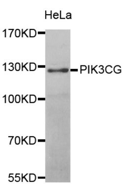 Invitrogen PIK3CG Polyclonal Antibody 100 &mu;L; Unconjugated:Antibodies,