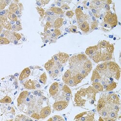 Invitrogen PROK2 Polyclonal Antibody 100 &mu;L; Unconjugated:Antibodies,