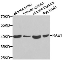 Invitrogen RAE1 Polyclonal Antibody 100 &mu;L; Unconjugated:Antibodies,