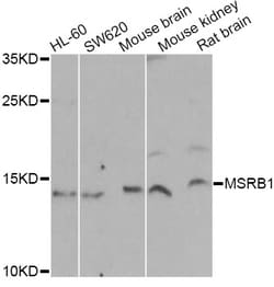 Invitrogen MSRB1 Polyclonal Antibody 100 &mu;L; Unconjugated:Antibodies,