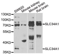 Invitrogen SLC34A1 Polyclonal Antibody 100 &mu;L; Unconjugated:Antibodies,