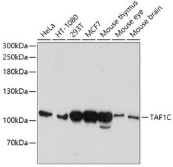 Invitrogen TAF1C Polyclonal Antibody 100 &mu;L; Unconjugated:Antibodies,