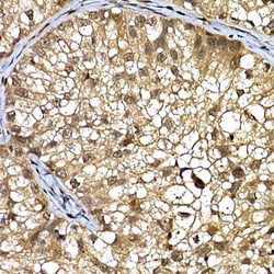 Invitrogen DCAF7 Polyclonal Antibody 100 &mu;L; Unconjugated:Antibodies,