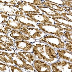 Invitrogen DCAF7 Polyclonal Antibody 100 &mu;L; Unconjugated:Antibodies,