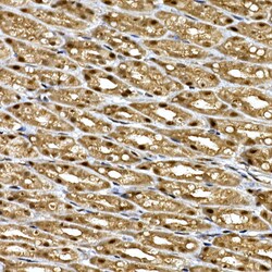 Invitrogen DCAF7 Polyclonal Antibody 100 &mu;L; Unconjugated:Antibodies,