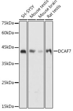 Invitrogen DCAF7 Polyclonal Antibody 100 &mu;L; Unconjugated:Antibodies,