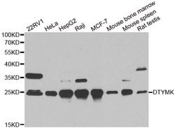 Invitrogen DTYMK Polyclonal Antibody 100 &mu;L; Unconjugated:Antibodies,
