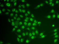 Invitrogen CRY2 Polyclonal Antibody 100 &mu;L; Unconjugated:Antibodies,
