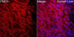 Invitrogen FMO1 Polyclonal Antibody 100 &mu;L; Unconjugated:Antibodies,