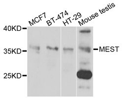Invitrogen MEST Polyclonal Antibody 100 &mu;L; Unconjugated:Antibodies,