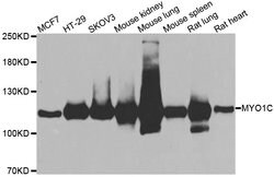 MYO1C Polyclonal Antibody:Antibodies, Polyclonal