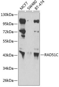 Invitrogen RAD51C Polyclonal Antibody 100 &mu;L; Unconjugated:Antibodies,