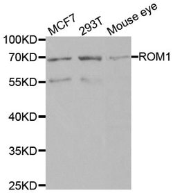 Invitrogen ROM1 Polyclonal Antibody 100 &mu;L; Unconjugated:Antibodies,