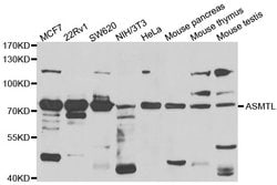 Invitrogen ASMTL Polyclonal Antibody 100 &mu;L; Unconjugated:Antibodies,