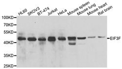 Invitrogen eIF3f Polyclonal Antibody 100 &mu;L; Unconjugated:Antibodies,