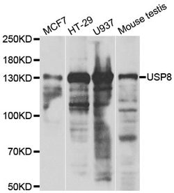 Invitrogen USP8 Polyclonal Antibody 100 &mu;L; Unconjugated:Antibodies,