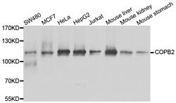 Invitrogen COPB2 Polyclonal Antibody 100 &mu;L; Unconjugated:Antibodies,