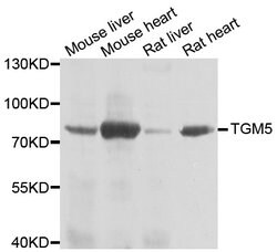 Invitrogen TGM5 Polyclonal Antibody 100 &mu;L; Unconjugated:Antibodies,